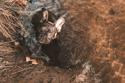 High angle view of dog on field