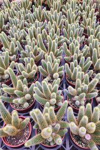 High angle view of cactus plants