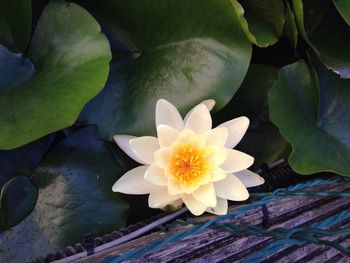 Close-up of lotus water lily in pond