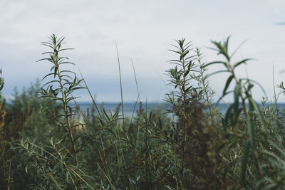 Close-up of crops on field against sky