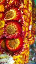 Close-up of flower blooming outdoors