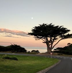 Tree on landscape against sky at sunset