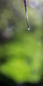 Close-up of water drops on plant