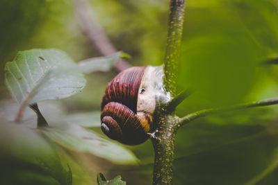 Close-up of snail on plant