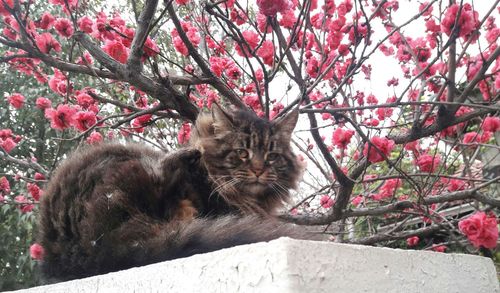 Close-up of a bird on tree