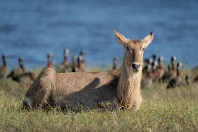 Female common waterbuck lies staring on grass