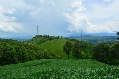 Scenic view of agricultural field against sky