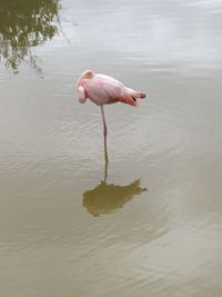 Duck standing on lake