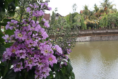 Close-up of pink flowering plants by water