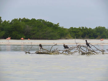 Birds in sea against sky