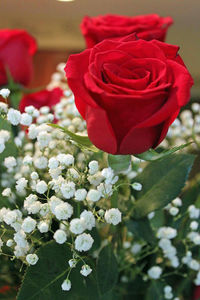 Close-up of flowers
