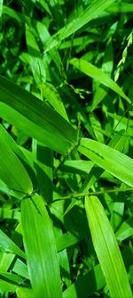 High angle view of fresh green plant on field