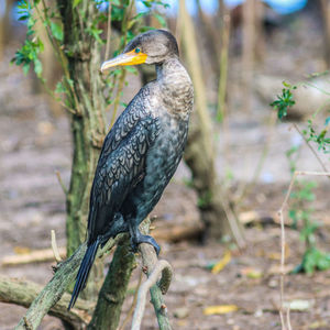 Close-up of bird perching on tree