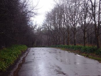 Road passing through trees