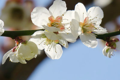 Close-up of cherry blossom