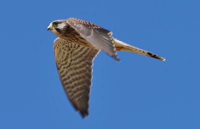 Low angle view of eagle flying against clear blue sky