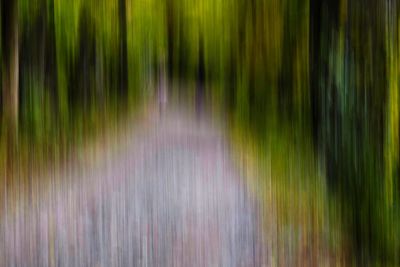 Full frame shot of trees in forest