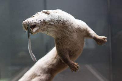 Close-up of dead animal in display at museum