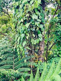 Close-up of ivy growing on tree in forest