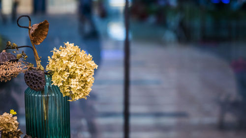 Close-up of yellow flowering plant