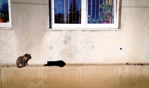 Cats on ledge of wall