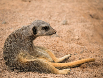 High angle view of meerkat on field