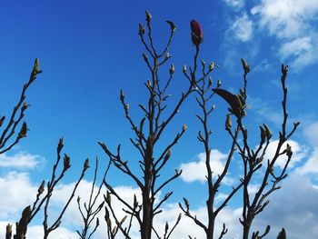 Low angle view of bare tree against blue sky