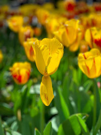 Close-up of yellow flowering plant