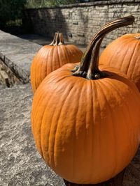 Close-up of pumpkin on pumpkins during autumn