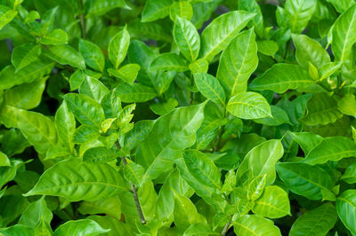 Full frame shot of green leaves