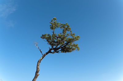 Low angle view of tree against clear blue sky