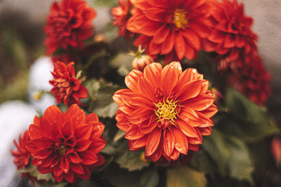 Close-up of red flowering plants