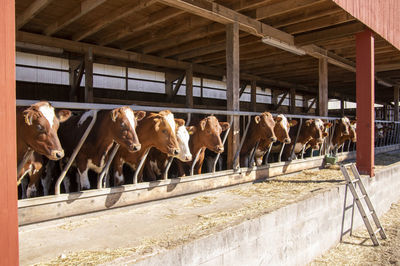 View of cows in shed