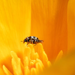 A carpet beetle feeding on pollen of a california poppy plant.