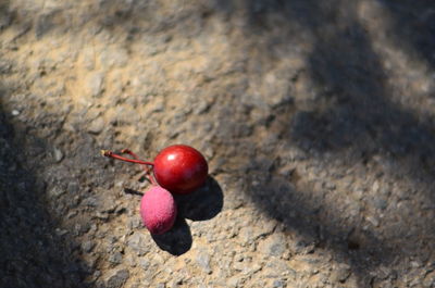 High angle view of cherries on rock