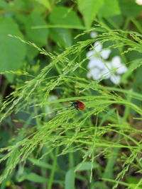 Close-up of ladybug on leaf