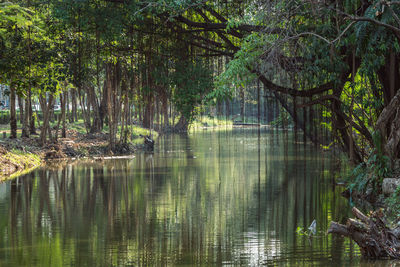 Scenic view of lake in forest