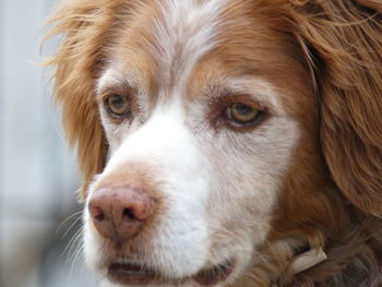 Close-up portrait of a dog