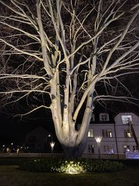 Bare tree against illuminated building at night