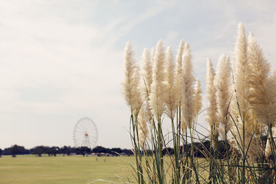 Plants on field against sky