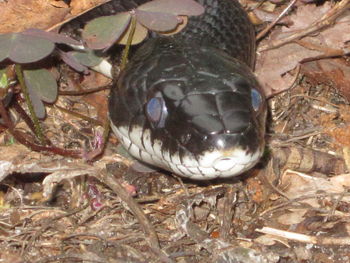 Close-up of turtle