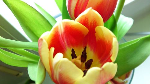 Close-up of orange flower