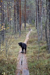 Dog in forest