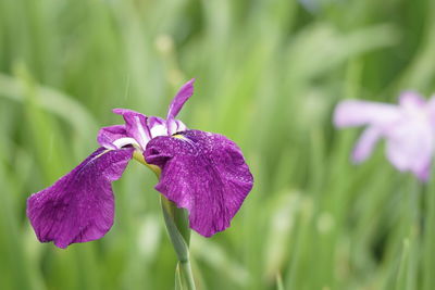 Close-up of purple iris flower