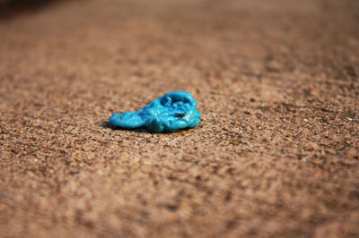 Close-up of blue crab on sand at beach