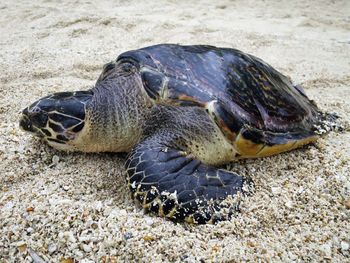 Close-up of turtle on sand at beach