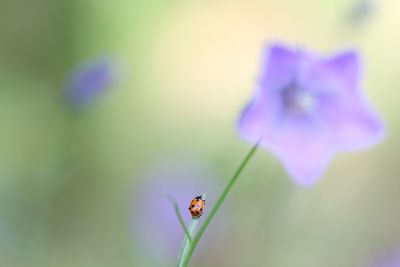 Close-up of insect on purple flower