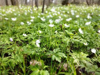 Close-up of flowering plants and leaves on field