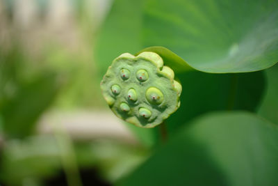 Close-up of lotus water lily