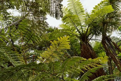 Low angle view of trees